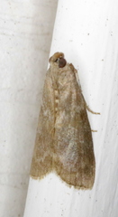 Oreana unicolorella