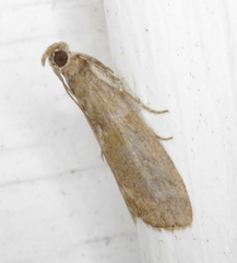 Oreana unicolorella