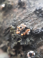 Dialonectria episphaeria