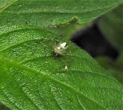 Oxyopes longispinosus