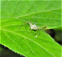 Oxyopes longispinosus