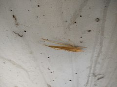 Euconocephalus varius