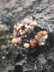 Dialonectria episphaeria