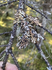 Hypogymnia bitteri