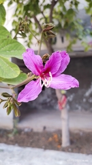 Bauhinia purpurea