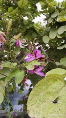 Bauhinia purpurea