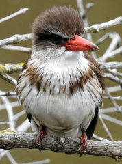 Gryllotalpa africana