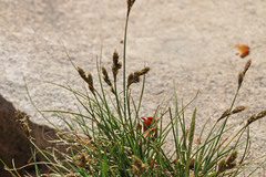Carex leporinella