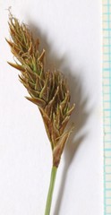 Carex leporinella