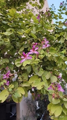 Bauhinia purpurea
