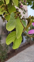 Bauhinia purpurea