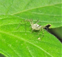 Oxyopes longispinosus