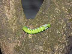 Psilogramma discistriga