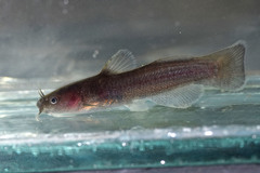 Noturus phaeus