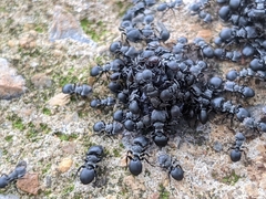Cephalotes pusillus