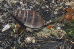 Nassarius olivaceus