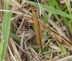 Leptysma marginicollis