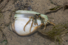 Clibanarius infraspinatus