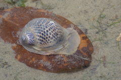 Paratectonatica tigrina