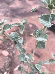 Hibiscus waterbergensis
