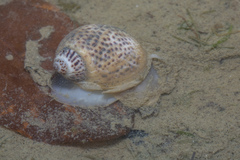 Paratectonatica tigrina