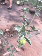 Hibiscus waterbergensis