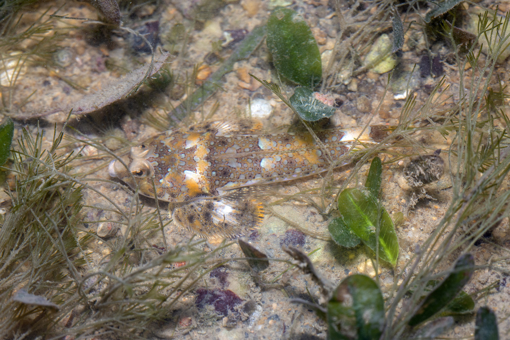 Rode Zee-pitvis (Callionymus erythraeus) — Callionymidae
