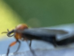 Dilophus serotinus