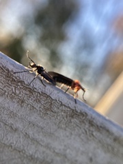 Dilophus serotinus