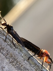 Dilophus serotinus