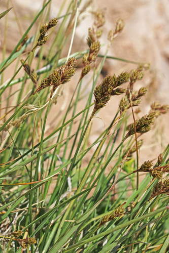 Carex phaeocephala