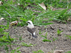 Fluvicola nengeta nengeta