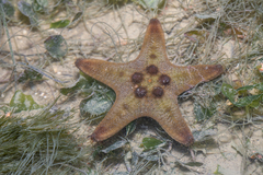 Ophiothela mirabilis