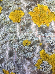 Phaeophyscia nigricans