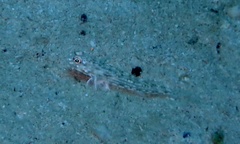 Istigobius
