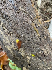 Miktoniscus