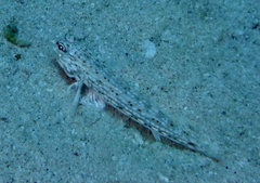 Istigobius
