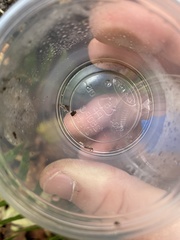 Miktoniscus