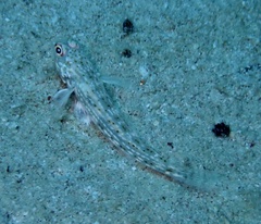 Istigobius