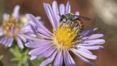 Sphecodogastra