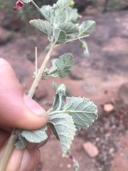 Hibiscus waterbergensis