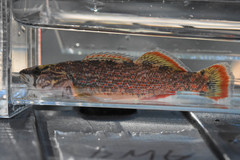 Etheostoma artesiae