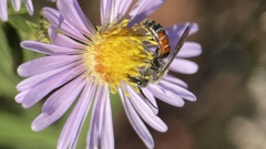Sphecodogastra