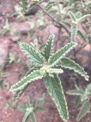 Corchorus kirkii