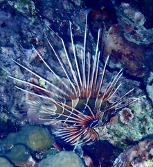 Pterois cincta