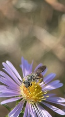 Sphecodogastra
