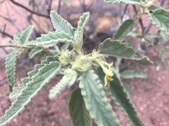 Corchorus kirkii