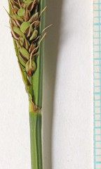 Carex raynoldsii