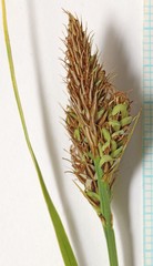 Carex raynoldsii