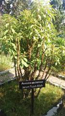 Pereskia